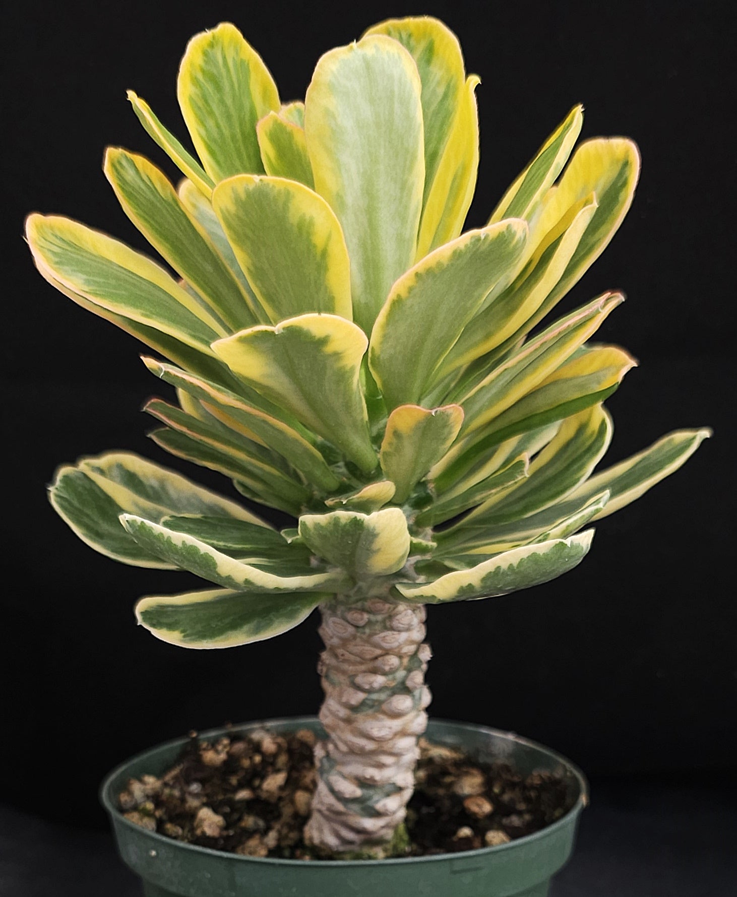 Euphorbia poissonii 'variegata' Variegated *Big Plant* – Kyle's Plants
