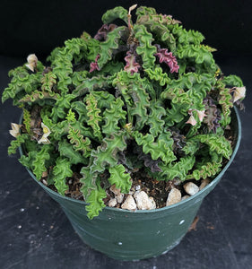 Euphorbia decaryi v. spirosticha *Big Plant*