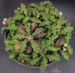 Euphorbia decaryi v. spirosticha *Big Plant*