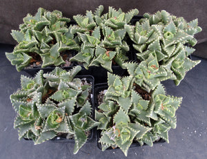 Faucaria candida