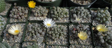 Load image into Gallery viewer, Fenestraria rhopalophylla
