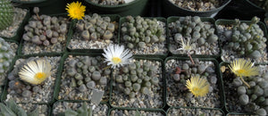 Fenestraria rhopalophylla