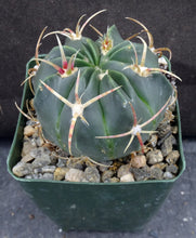 Load image into Gallery viewer, Ferocactus macrodiscus
