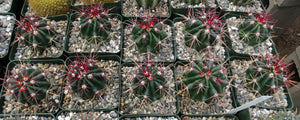 Ferocactus stainesii v. pilosus