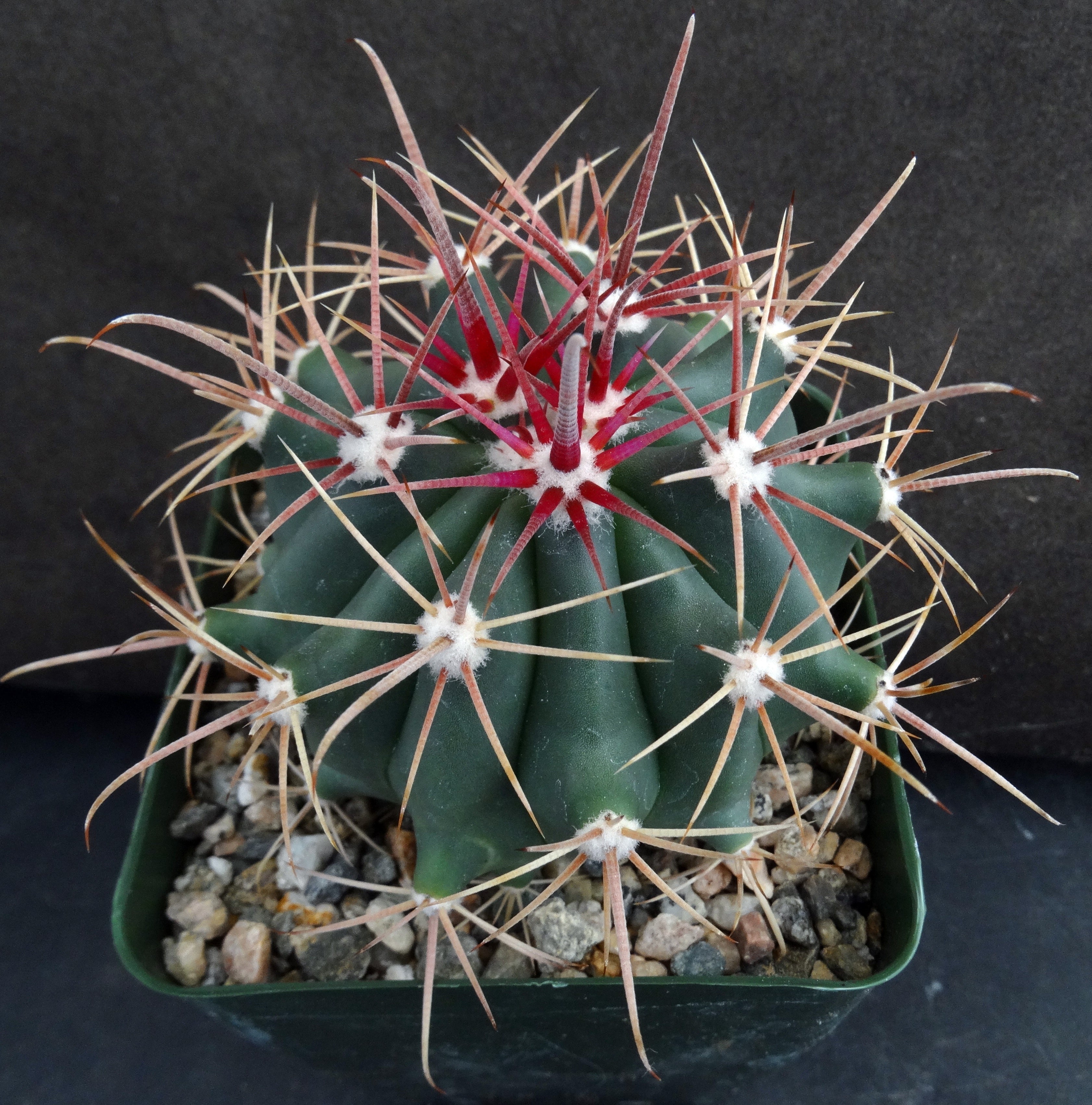 Ferocactus wislizeni Pink Spine Form – Kyle's Plants