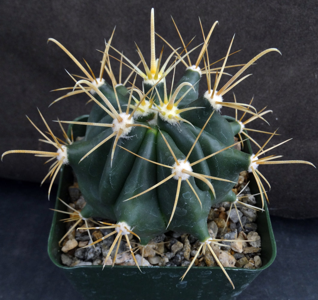 Ferocactus wislizeni Yellow Spine Form