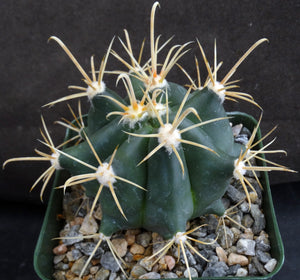 Ferocactus wislizeni Yellow Spine Form