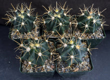 Load image into Gallery viewer, Ferocactus wislizeni Yellow Spine Form
