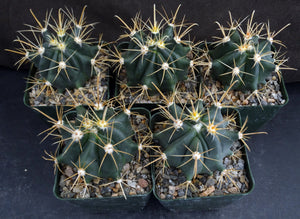 Ferocactus wislizeni Yellow Spine Form