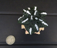 Load image into Gallery viewer, Ariocarpus fissuratus Figurine
