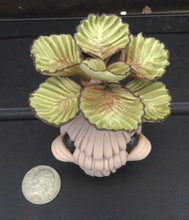Load image into Gallery viewer, Euphorbia francoisii Figurine GREEN

