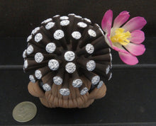 Load image into Gallery viewer, Mammillaria luethyi Figurine
