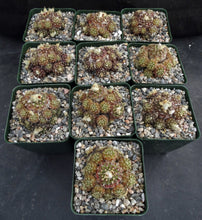 Load image into Gallery viewer, Frailea buenekeri *Miniature Clumping Cactus*
