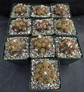 Frailea buenekeri *Miniature Clumping Cactus*