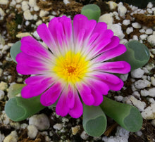 Load image into Gallery viewer, Frithia pulchra
