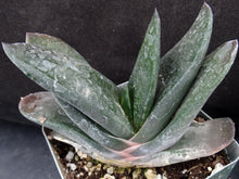 Load image into Gallery viewer, Gasteria Hybrid
