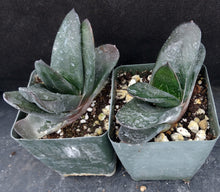 Load image into Gallery viewer, Gasteria Hybrid
