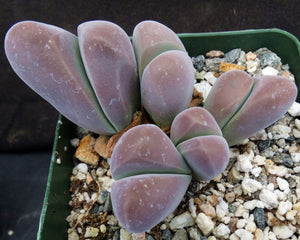 Gibbaeum dispar