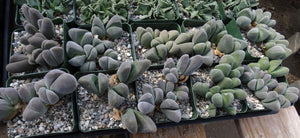 Gibbaeum dispar