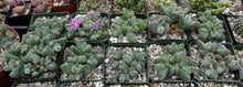 Load image into Gallery viewer, Gibbaeum dispar
