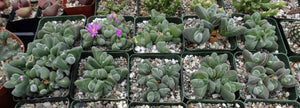 Gibbaeum dispar