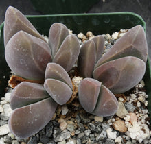 Load image into Gallery viewer, Gibbaeum dispar
