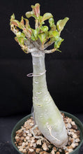 Load image into Gallery viewer, Adenium &#39;Golden Plastic&#39; Variegated! Grafted Hybrid
