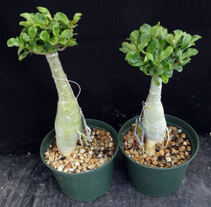 Adenium 'Golden Plastic' Variegated! Grafted Hybrid *CLEARANCE SALE*