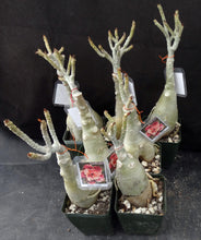 Load image into Gallery viewer, Adenium &#39;Golden Year&#39; *Big Plants!* Grafted Hybrid (A)
