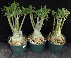 Adenium 'Golden Year' *Big Plants!* Grafted Hybrid *CLEARANCE SALE*