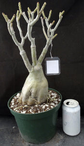 Adenium 'Golden Year' *Huge Plants!* Grafted Hybrid