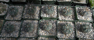 Gymnocalycium spegazzinii v. armatum