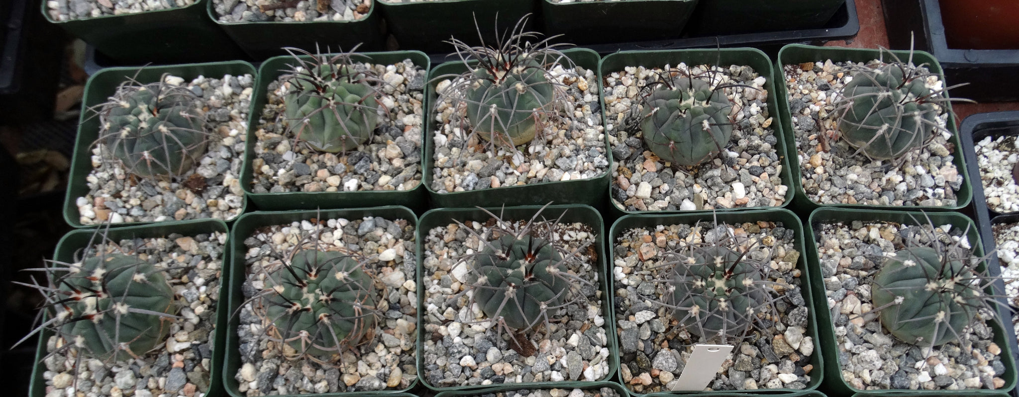Gymnocalycium spegazzinii v. armatum – Kyle's Plants