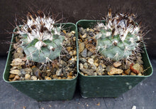 Load image into Gallery viewer, Gymnocactus gielsdorfianus (Turbinicarpus)
