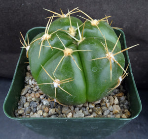 Gymnocalycium horstii