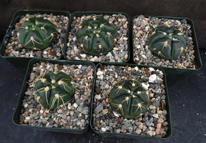 Gymnocalycium horstii