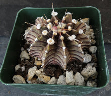 Load image into Gallery viewer, Gymnocalycium aff. friedrichii Agua Dulce LB2178
