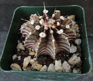 Gymnocalycium aff. friedrichii Agua Dulce LB2178