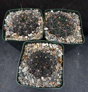 Gymnocalycium leeanum (aka reductum)