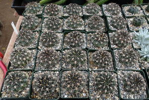 Gymnocalycium marsoneri