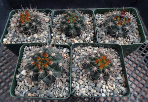 Gymnocalycium neohuberi