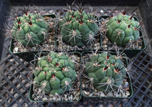 Load image into Gallery viewer, Gymnocalycium pflanzii v. marquezii
