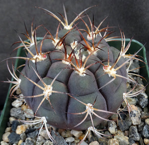 Gymnocalycium pflanzii v. marquezii