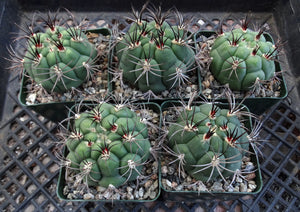 Gymnocalycium pflanzii v. marquezii