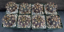 Load image into Gallery viewer, Gymnocalycium pflanzii v. marquezii
