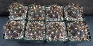 Gymnocalycium pflanzii v. marquezii