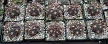 Load image into Gallery viewer, Gymnocalycium pflanzii v. marquezii
