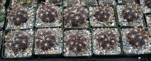 Gymnocalycium pflanzii v. marquezii