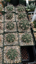 Load image into Gallery viewer, Gymnocalycium schickendantzii
