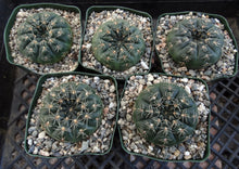 Load image into Gallery viewer, Gymnocalycium schreiteri
